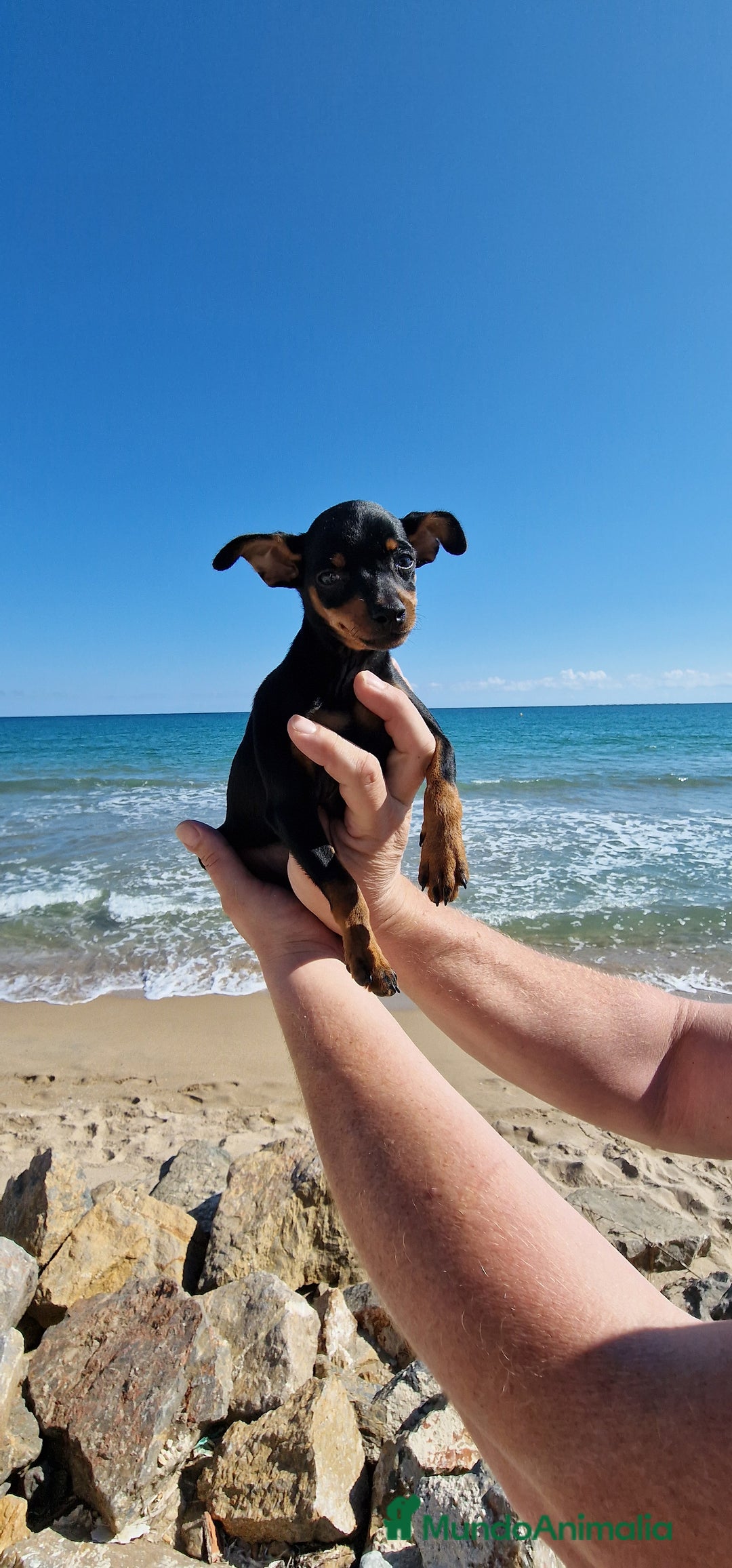 Pinscher Miniatura perros en venta: TOY TOY MINI PINCHER HEMBRA - Imagen 4
