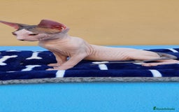 Sphynx gatos en venta: Machito  - Imagen 4