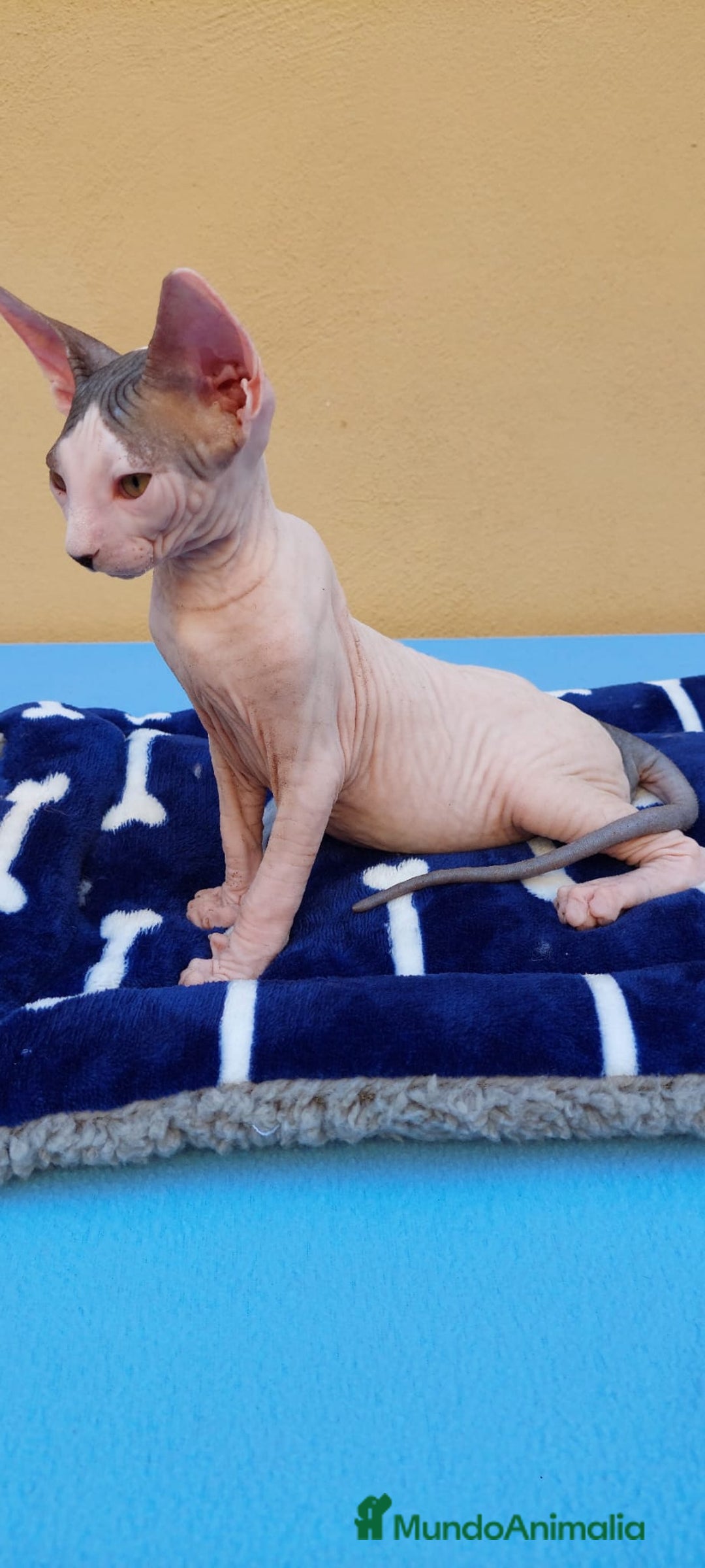 Sphynx gatos en venta: Machito  - Imagen 4