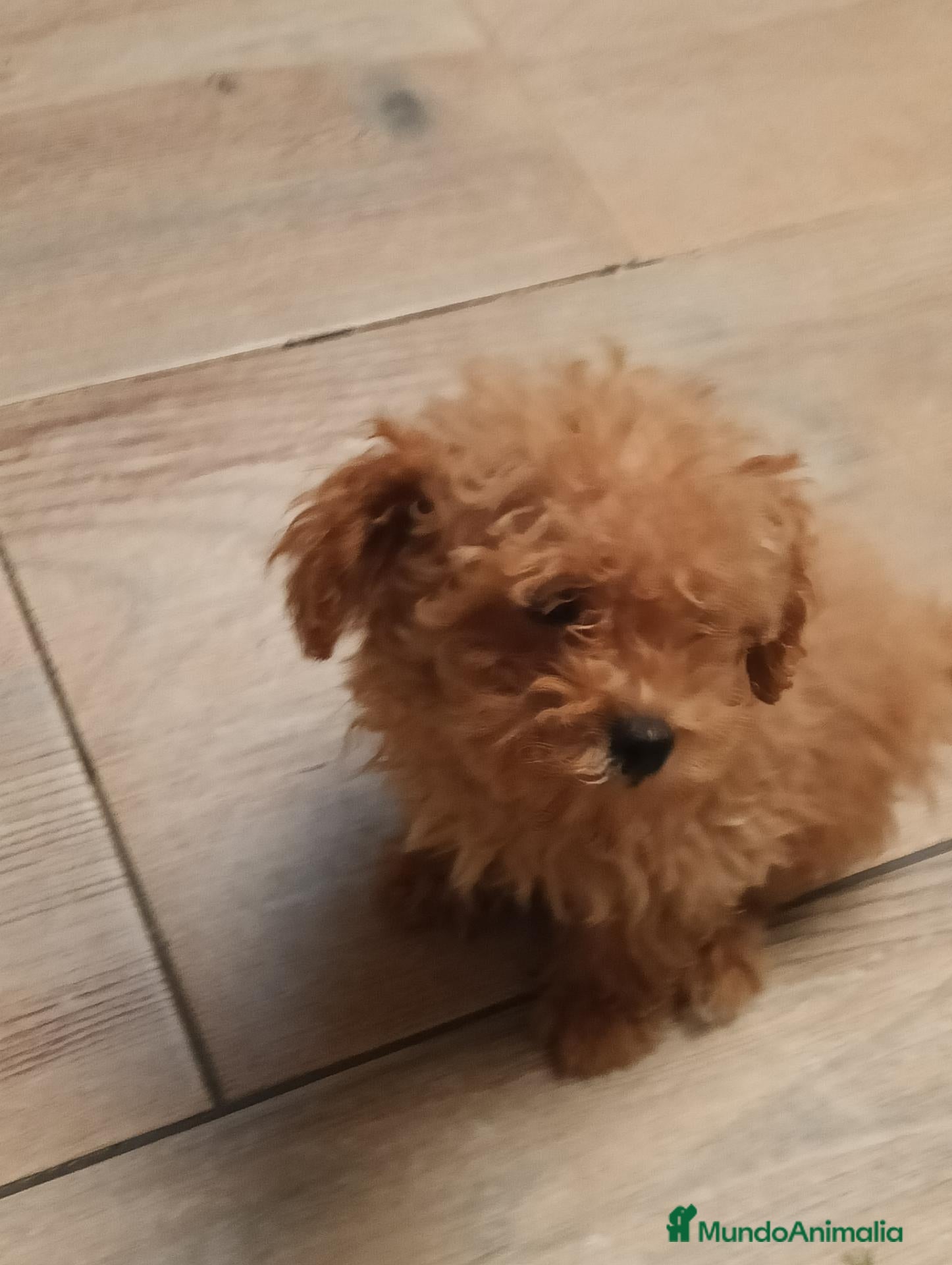 Caniche Toy perros Caniche toy - Anuncio 4