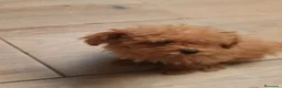 Caniche Toy perros en venta: Caniche toy - Anuncio 1
