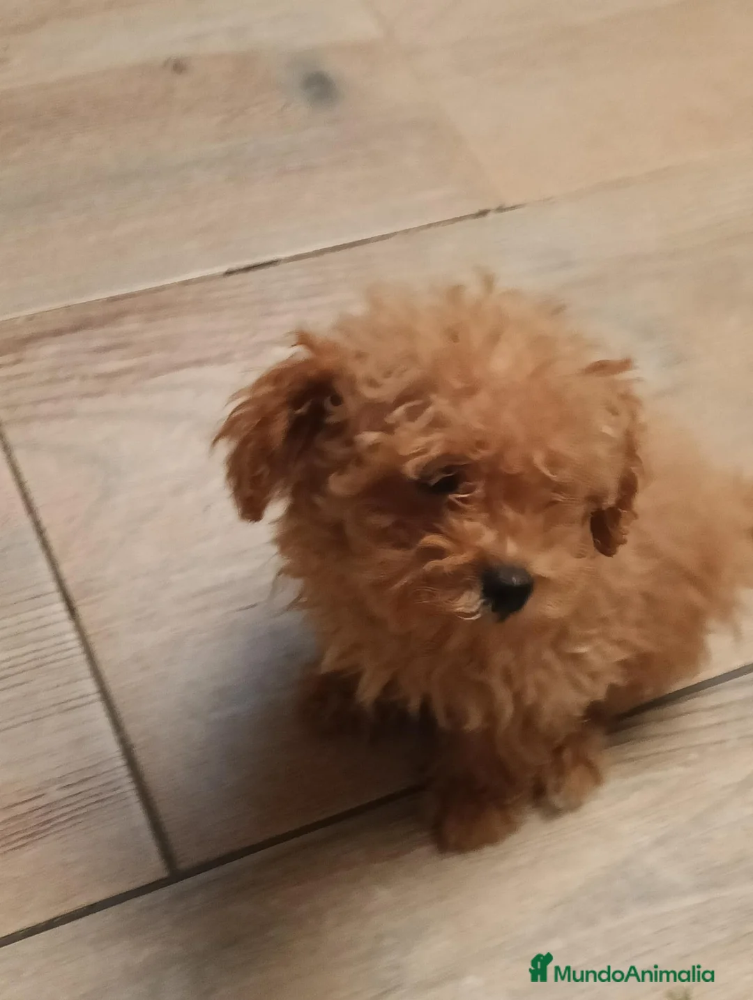 Caniche Toy perros en venta: Caniche toy - Anuncio 1