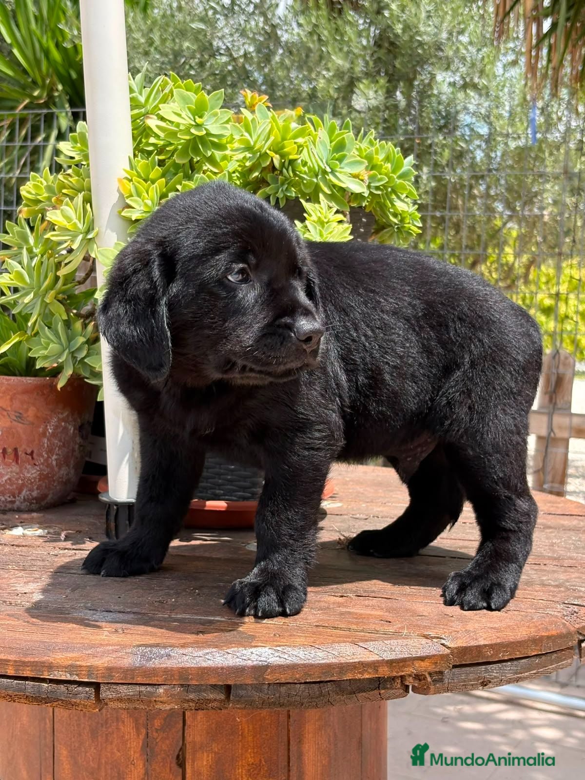 Labrador Retriever perros Labrador Retriever  - Anuncio 1