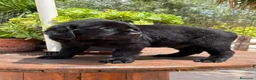 Labrador Retriever perros en venta: Labrador Retriever  - Anuncio 1