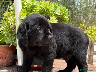 Labrador Retriever perros Labrador Retriever - Anuncio 1