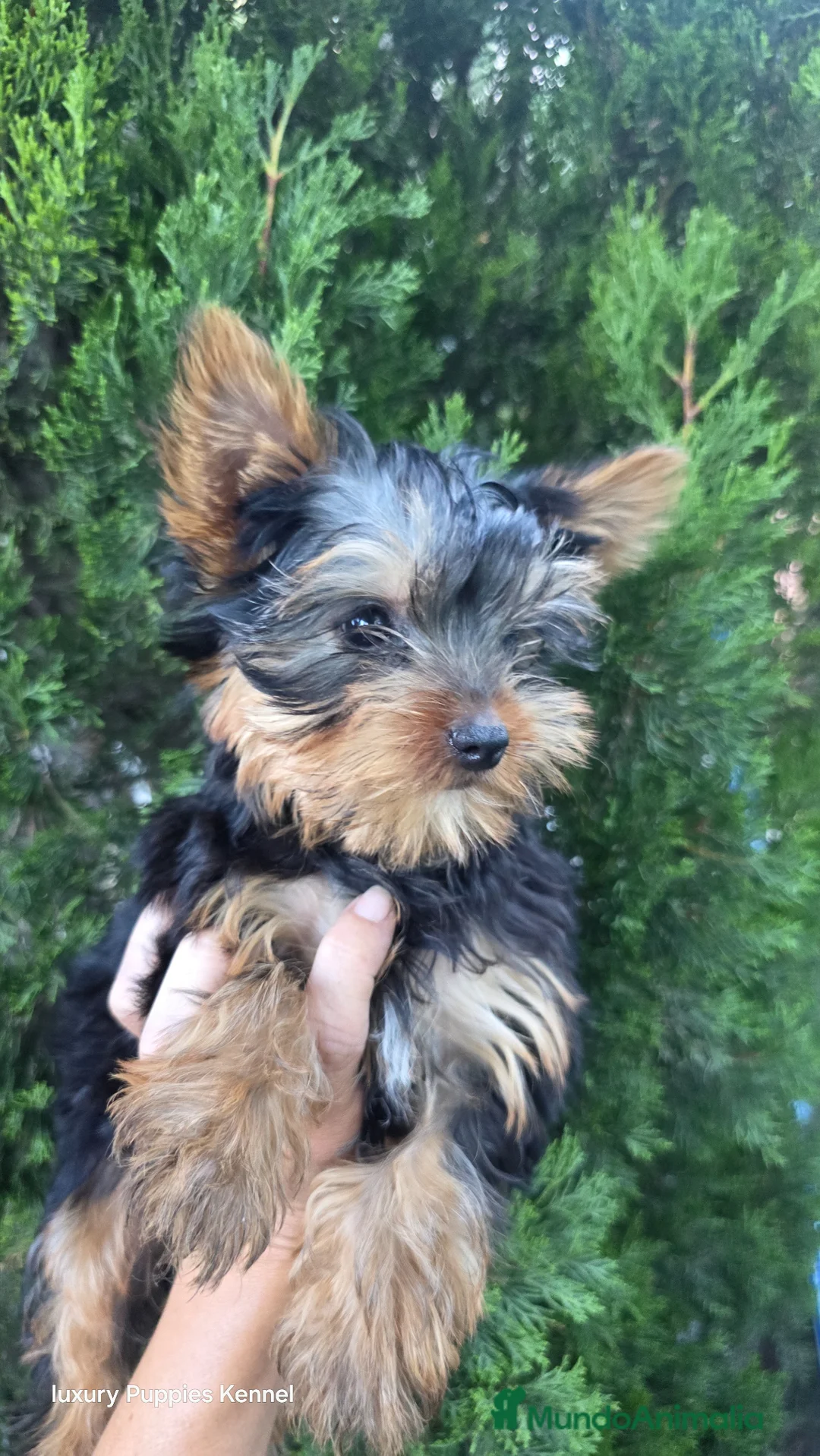 Yorkshire Terrier perros en venta: Yorkshire terrier pura raza toy  - Anuncio 2