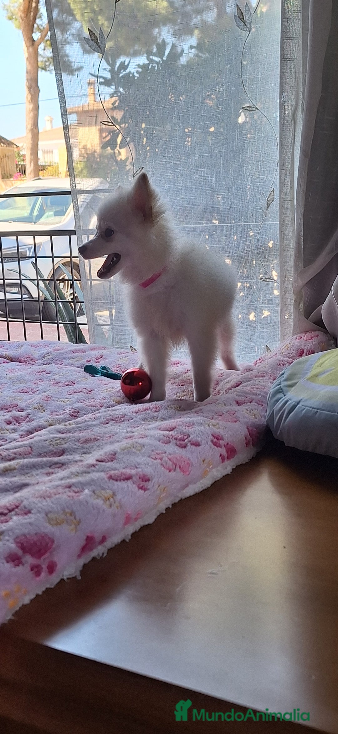 Pomerania perros en venta: Pomerania  - Imagen 4