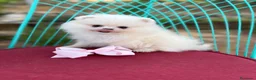 Pomerania perros en venta: Pomerania (lulu de Pomerania ) - Anuncio 2