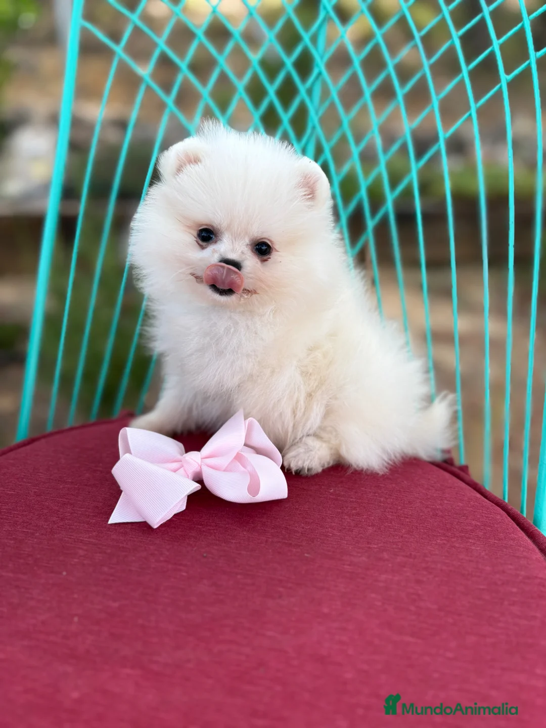 Pomerania perros en venta: Pomerania (lulu de Pomerania ) - Anuncio 2