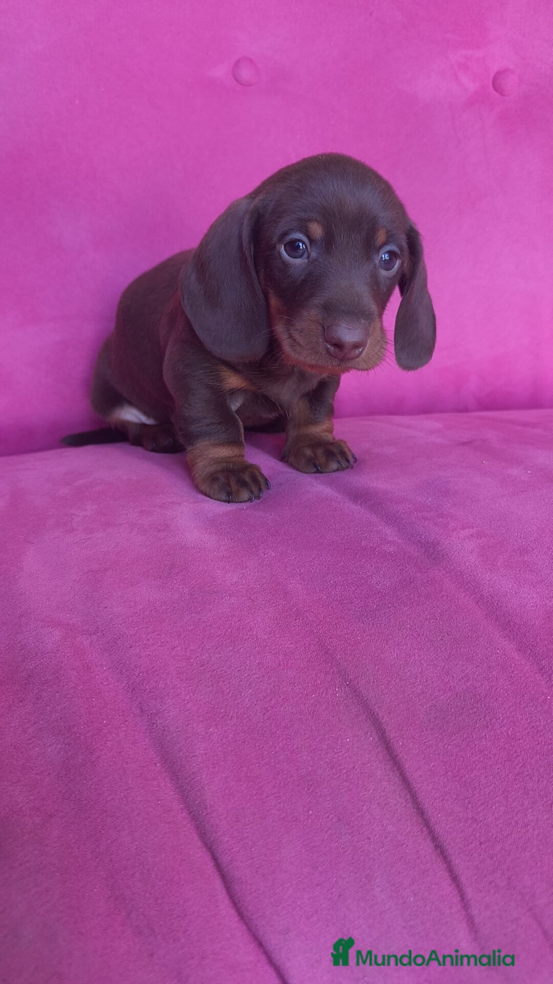 Teckel Miniatura perros en venta: Teckel Kanichen chocolate macho y hembra  - Anuncio 3