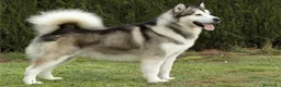 Alaskan Malamute perros en venta: Cachorros Alaskan Malamute en Segovia - Anuncio 3