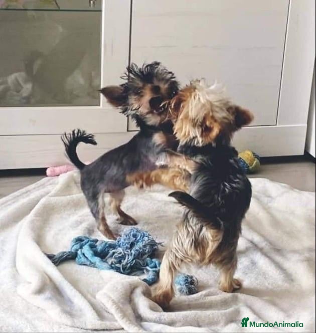 Yorkshire Terrier perros yorkshire  - Anuncio 3
