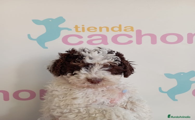 Perro de Agua Español perros - Propaganda 3