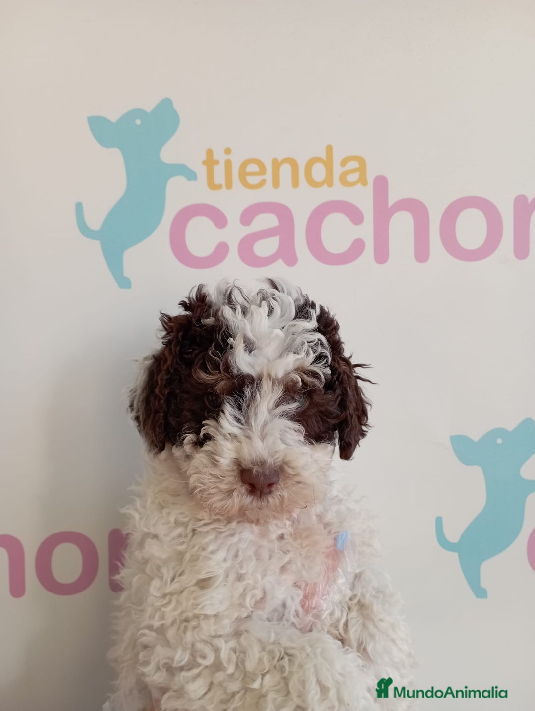 Perro de Agua Español perros en venta: PERRO DE AGUA - Imagen 1
