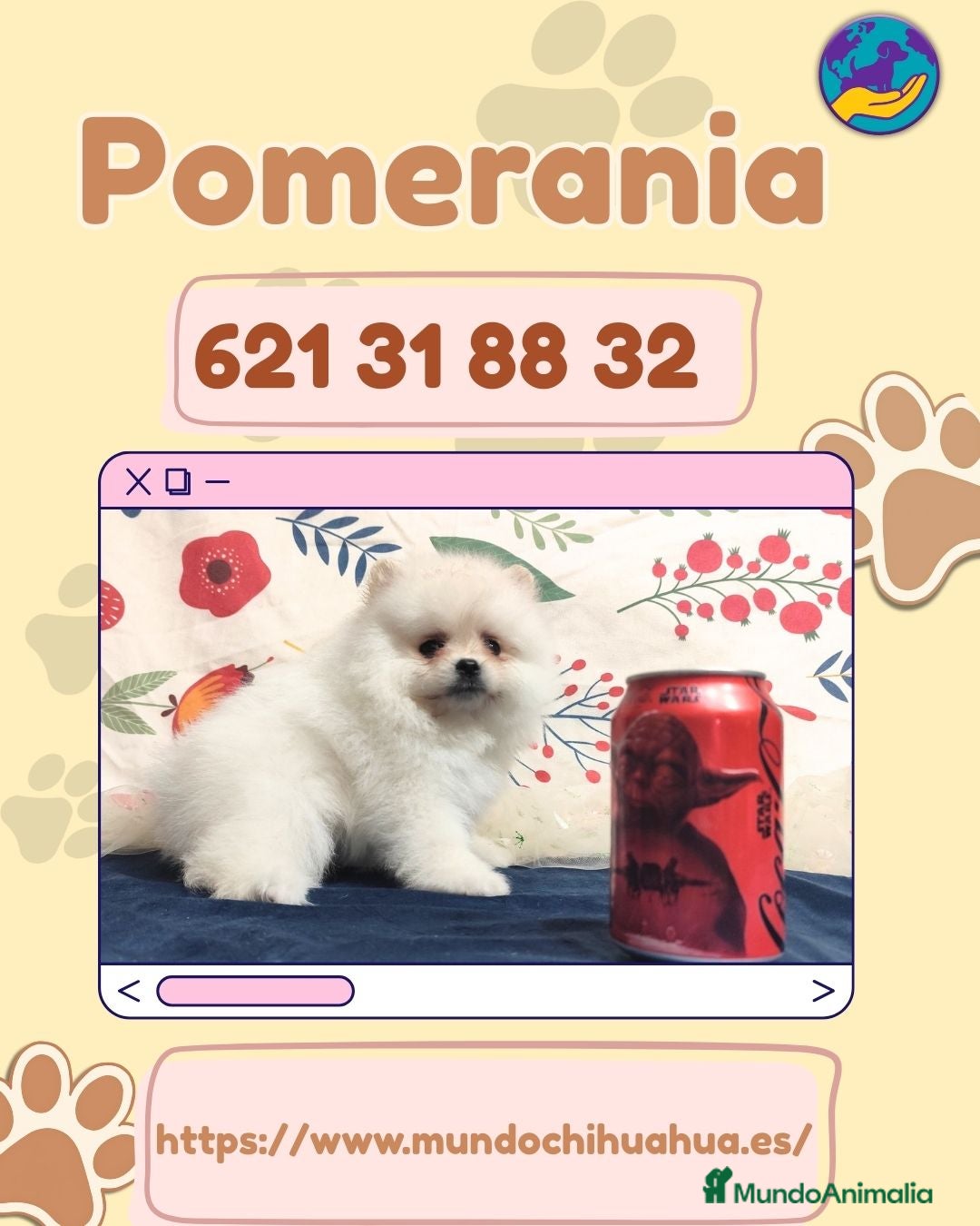Pomerania perros Camada de pomerania enano 🧸 - Anuncio 1
