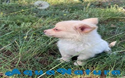 Chihuahua perros en venta: Camada Pomchi de Japi y Manchitas AQUANATURA - Imagen 14