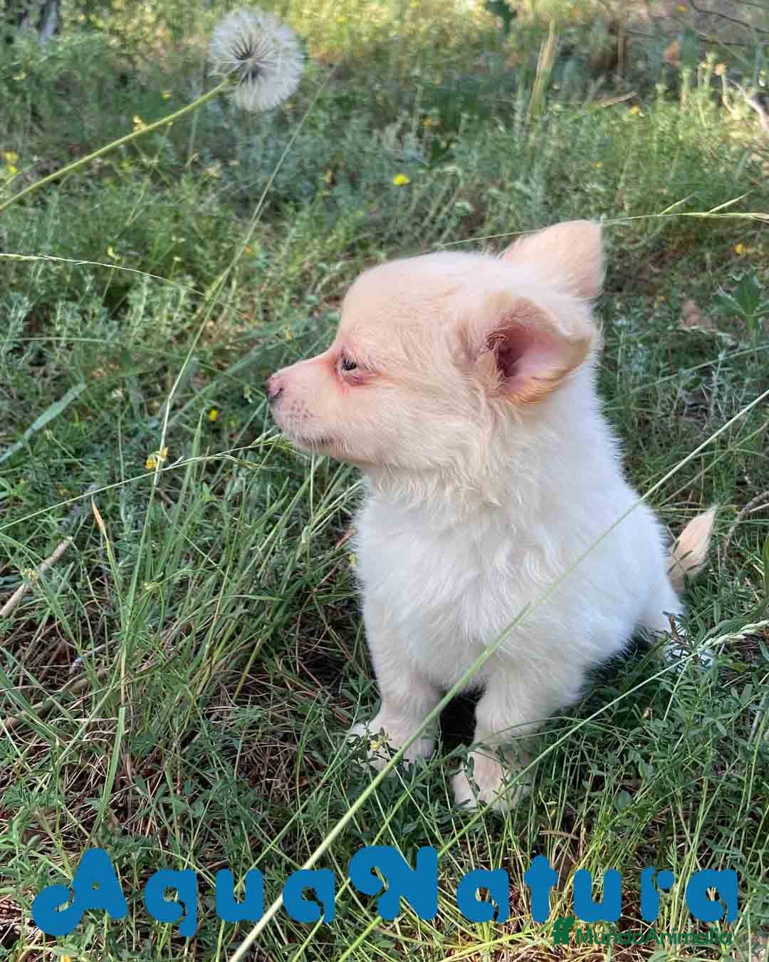 Chihuahua perros en venta: Camada Pomchi de Japi y Manchitas AQUANATURA - Imagen 14