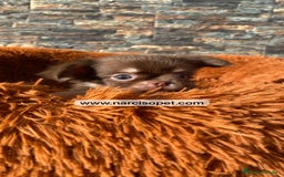 Chihuahua perros en venta: CHIHUAHUA PELO LARGO MACHO - Imagen 1