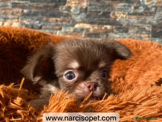 Chihuahua perros CHIHUAHUA PELO LARGO MACHO - Anuncio 3