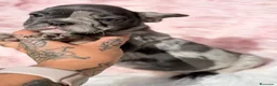 Bulldog Francés perros en venta: Bulldog frances hembra blue merle - Anuncio 2