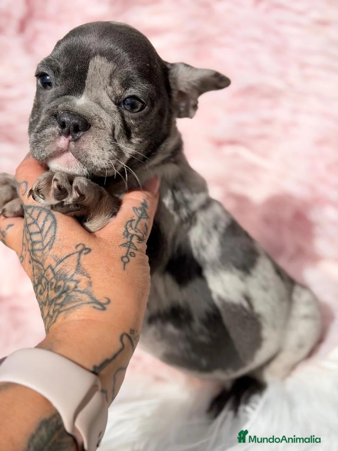 Bulldog Francés perros en venta: Bulldog frances hembra blue merle - Anuncio 2