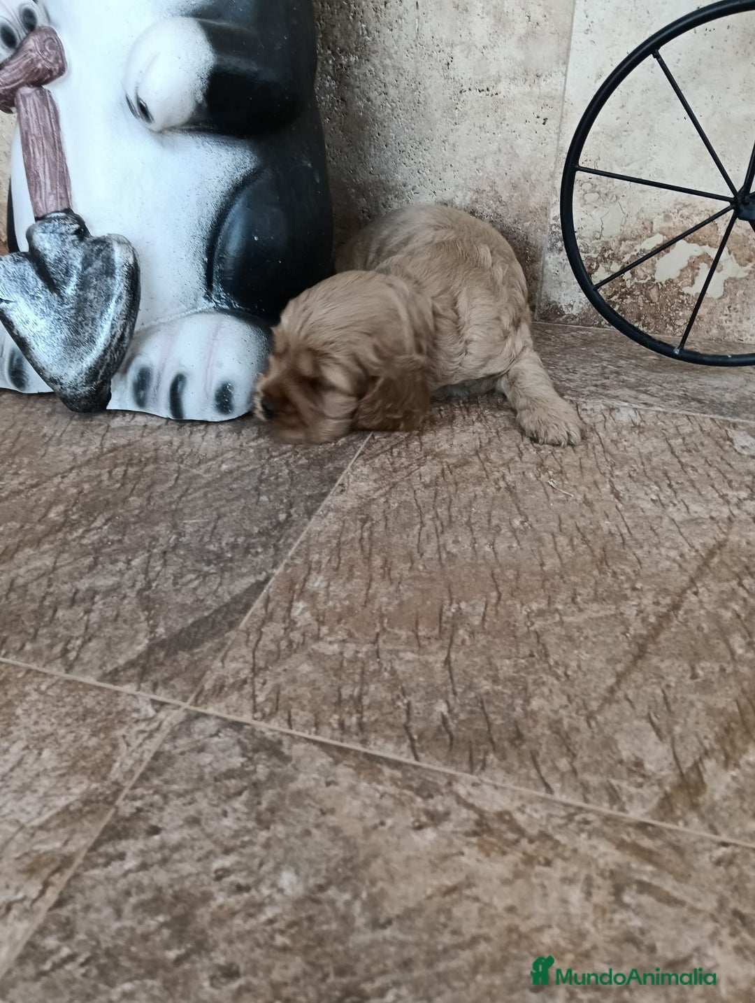 Cocker Spaniel Inglés perros en venta: COCKERS - Imagen 2