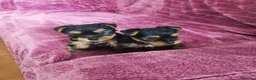 Yorkshire Terrier perros en venta: Yorkshire  - Anuncio 1