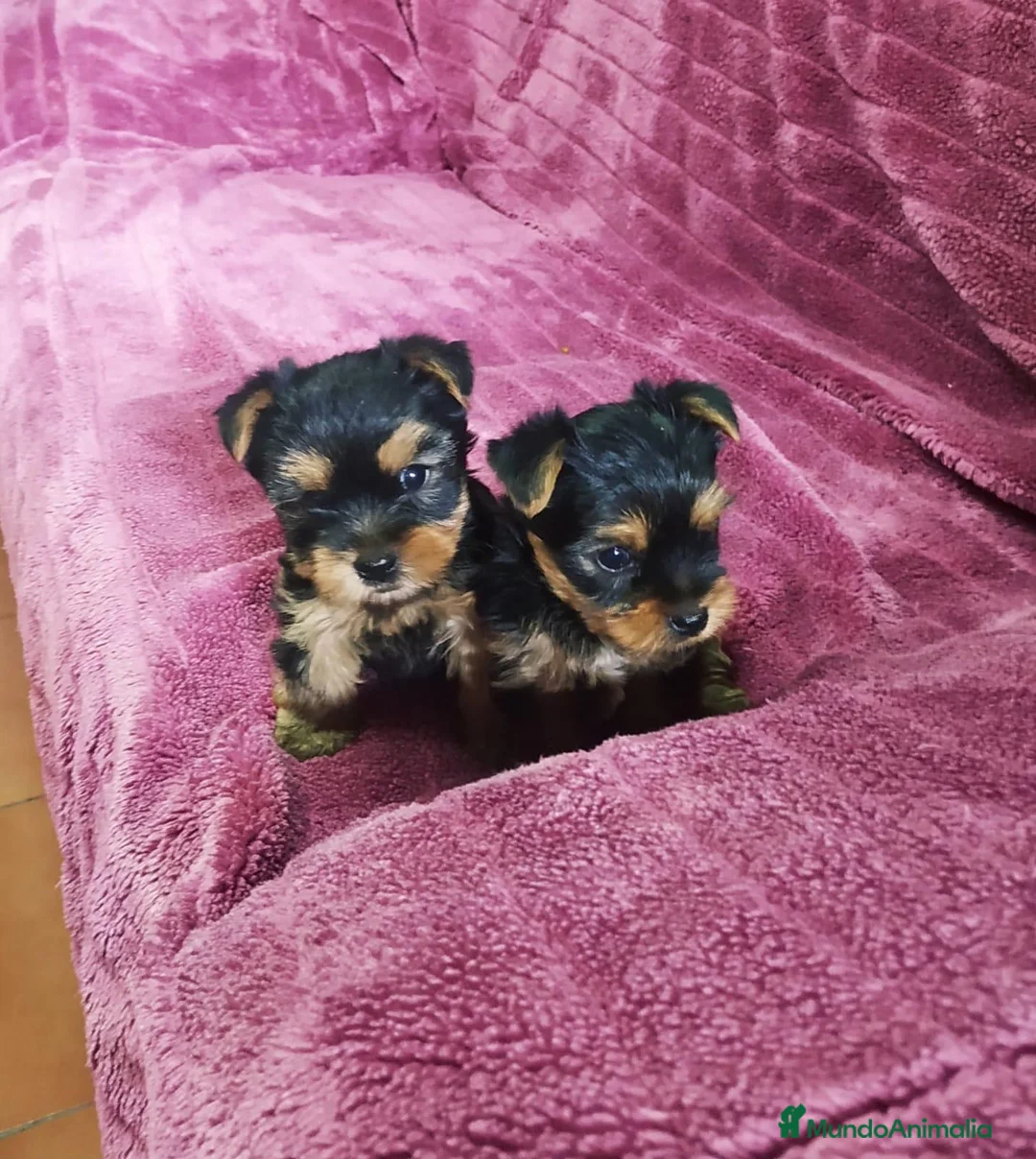 Yorkshire Terrier perros en venta: Yorkshire  - Anuncio 1