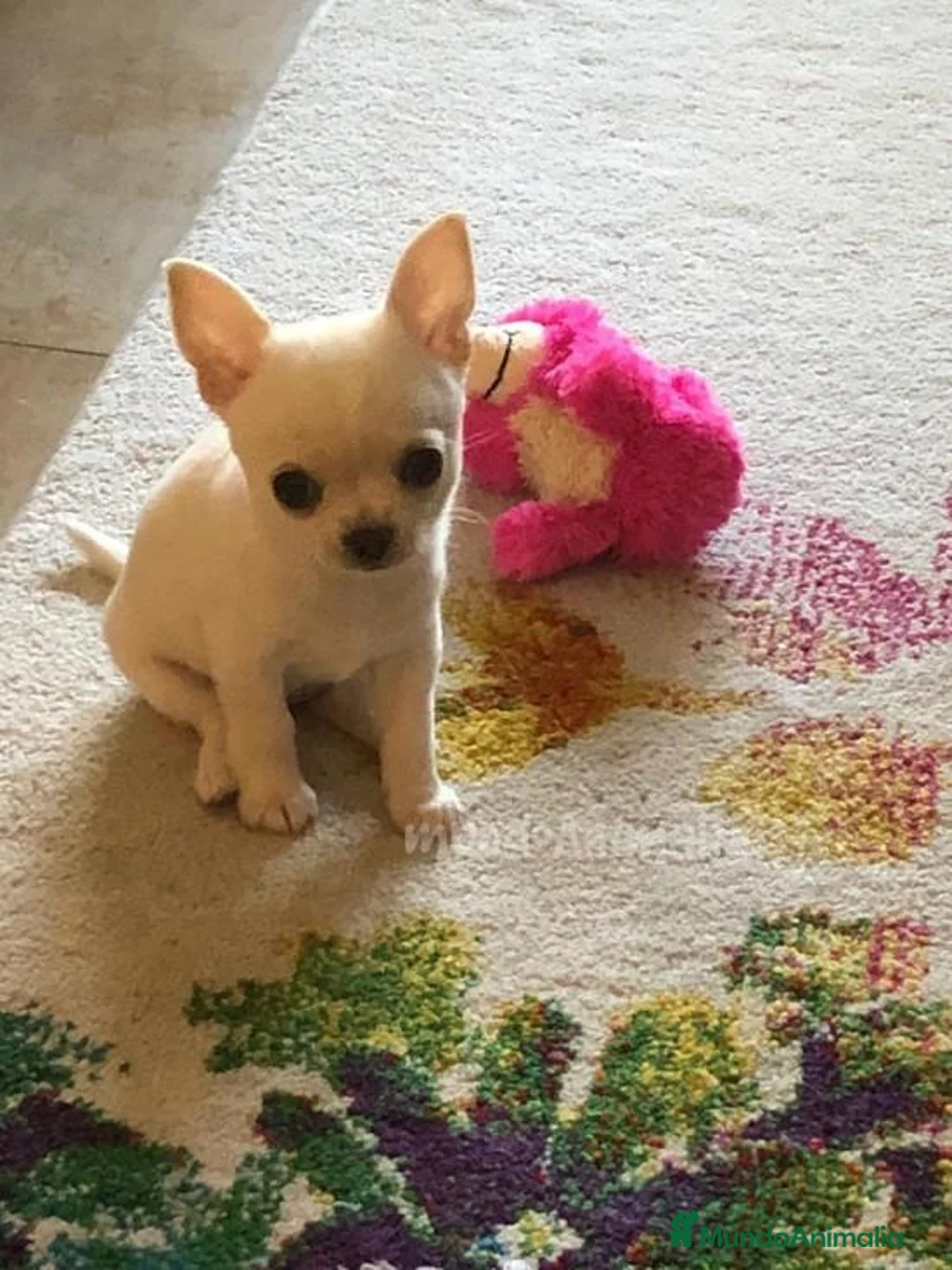 Imagen de galería {{count}}