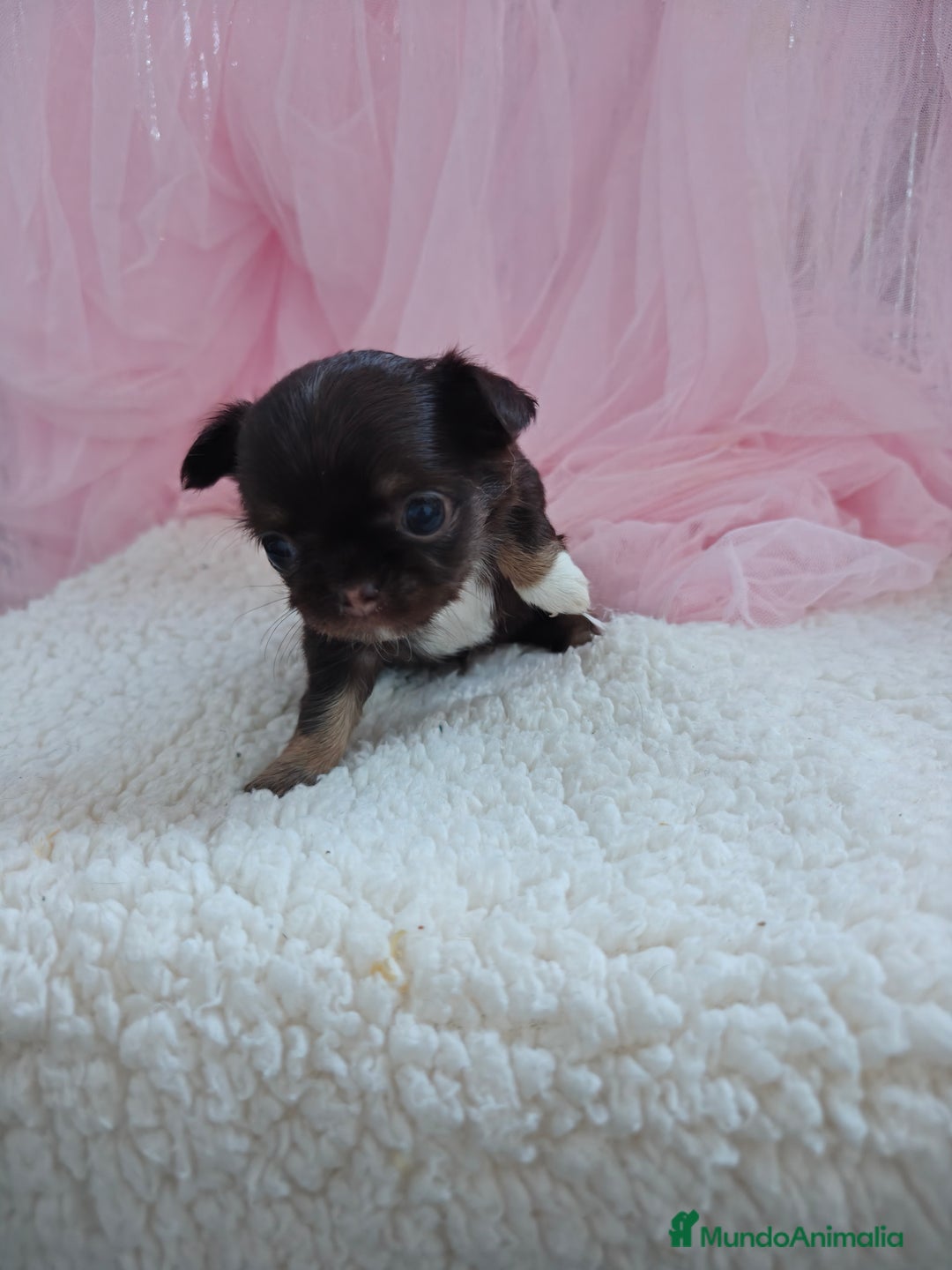 Chihuahua perros en venta: Chihuahua pelo largo  - Imagen 5