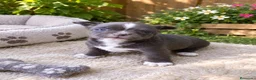 Chihuahua perros en venta: OPORTUNIDAD PRECIOSA PAREJA  - Anuncio 2