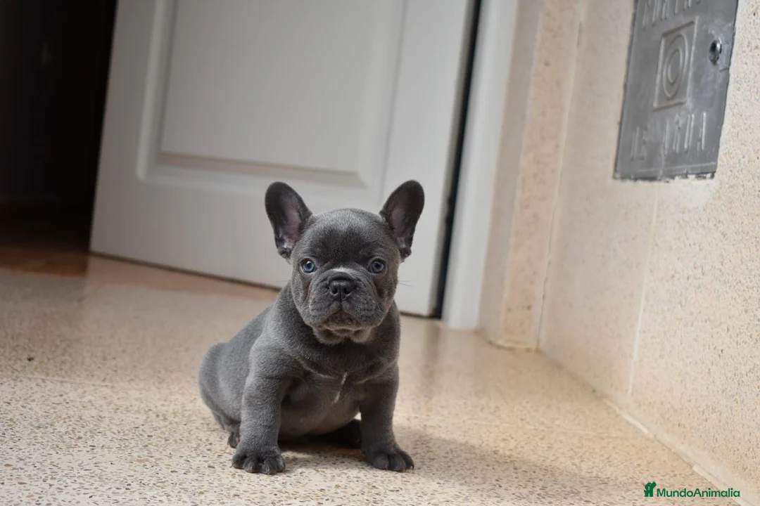 Bulldog Francés perros en venta: Cachorros de Bulldog Frances  - Anuncio 1