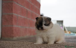 Pomerania perros en venta:  ⸻  🐾 Roscón, Prodigy y Python – Pomeranias 🐾 - Imagen 6