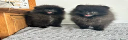 Pomerania perros en venta: Pomerania Toy macho  - Anuncio 1
