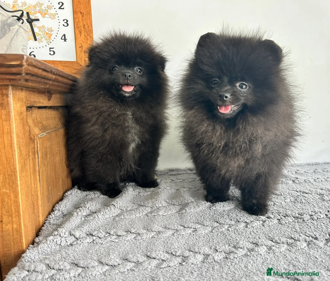 Pomerania perros en venta: Pomerania Toy macho  - Anuncio 1