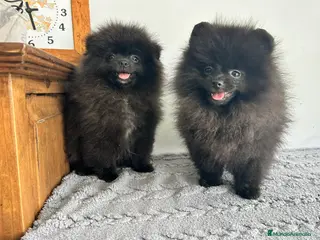 Pomerania perros Pomerania Toy macho - Anuncio 27