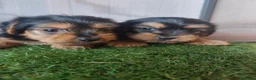 Yorkshire Terrier perros en venta: Cachorros Yorkshire terrier en Zaragoza - Anuncio 17