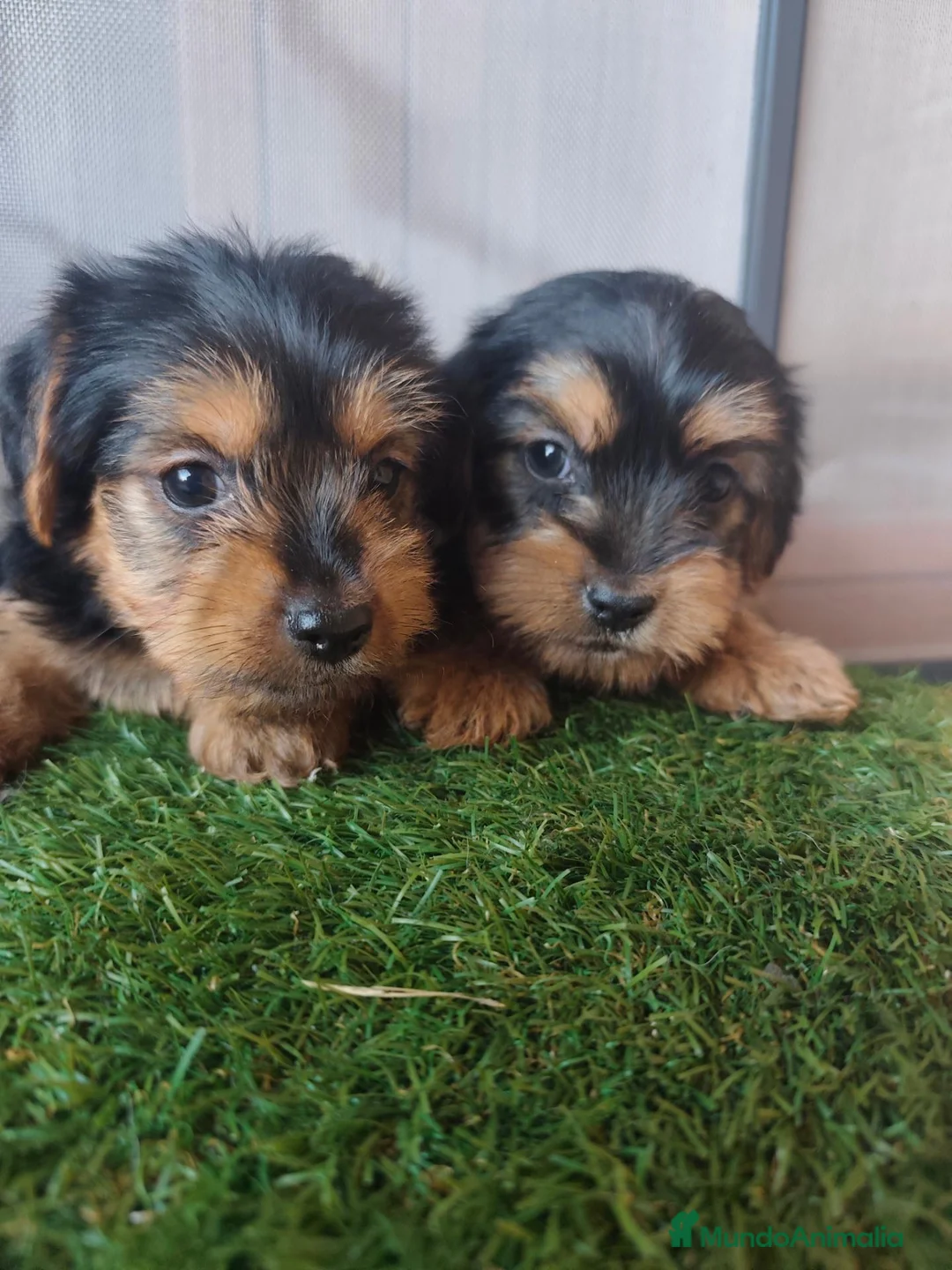 Yorkshire Terrier perros en venta: Cachorros Yorkshire terrier en Zaragoza - Anuncio 17