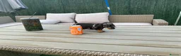 Teckel Miniatura perros en venta: Teckel miniatura  - Anuncio 5
