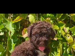 Perro de Agua Americano perros - Anuncio 2