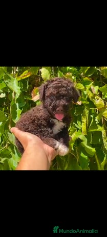 Perro de Agua Americano perros - Anuncio 2