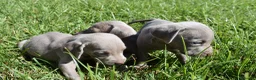 Weimaraner perros en venta: Preciosa camada de Braco de Weimar  en Barcelona - Anuncio 6
