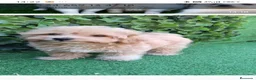 Maltipoo perros en venta: Maltipoo  - Anuncio 3