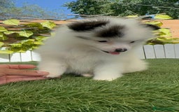 Pomerania perros en venta: POMERANIA HEMBRA BLANCA Y NEGRA - Imagen 5
