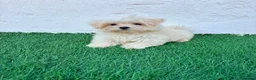 Bichón Maltés perros en venta: Bichon Maltes coreana - Anuncio 18