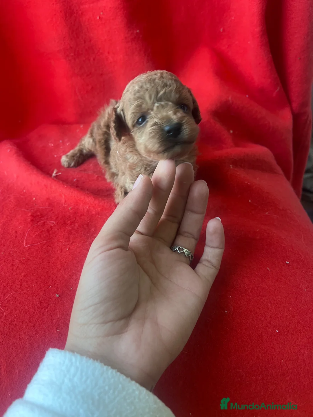 Caniche Toy perros en venta: PRECIOSA CANICHE TOY  - Anuncio 3