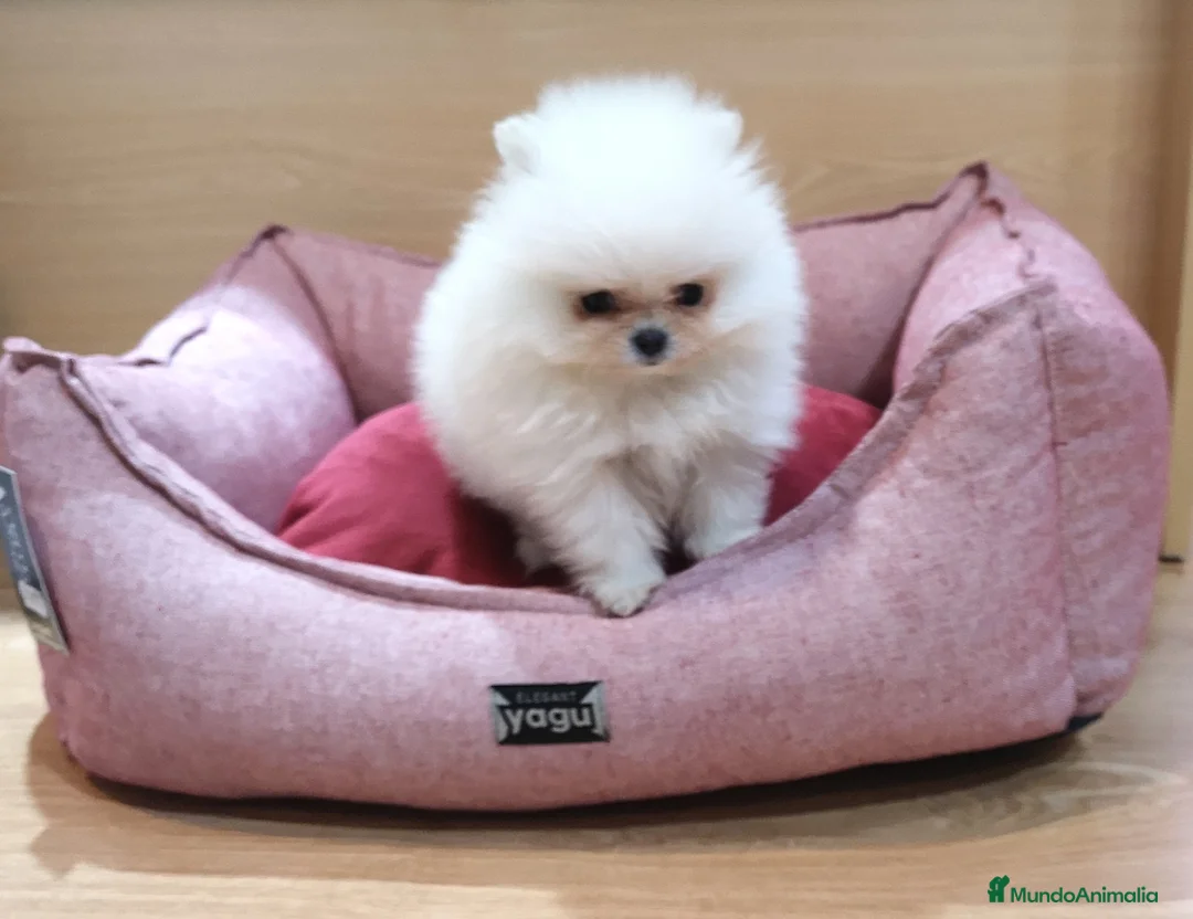 Pomerania perros en venta: Lulú de pomerania  en Barcelona - Anuncio 3