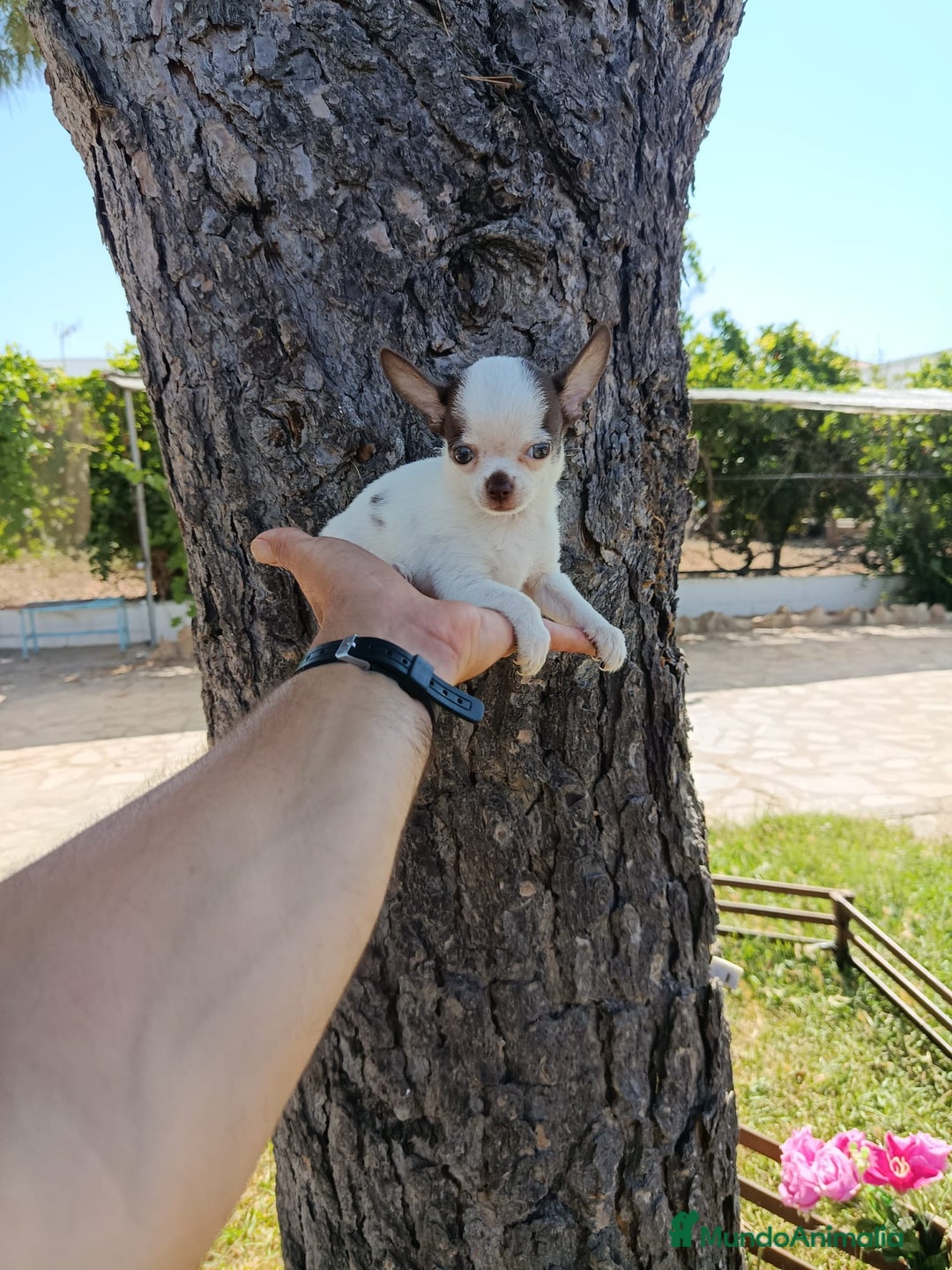 Chihuahua perros en venta: 🐶✨ Cachorros Chihuahua de Línea Exclusiva ✨🐶 - Imagen 18