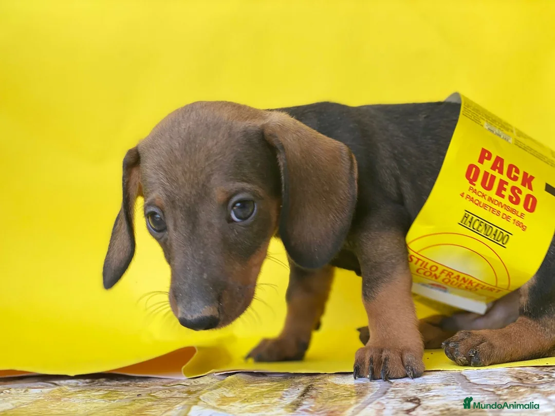 Teckel perros en venta: TECKEL //// PRECIOSIDADES  en Badajoz - Anuncio 4