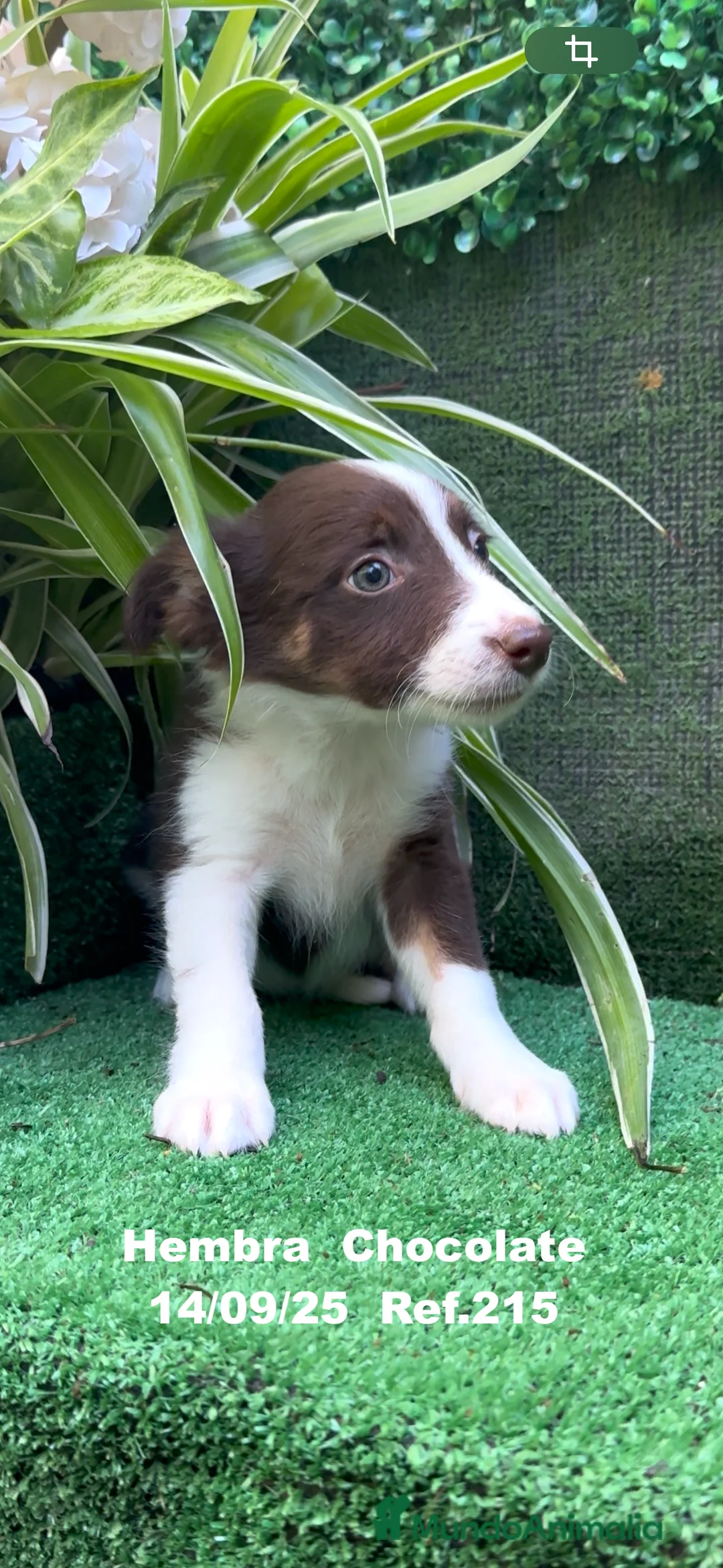 Border Collie perros en venta: Border Collie Chocolate - Anuncio 17